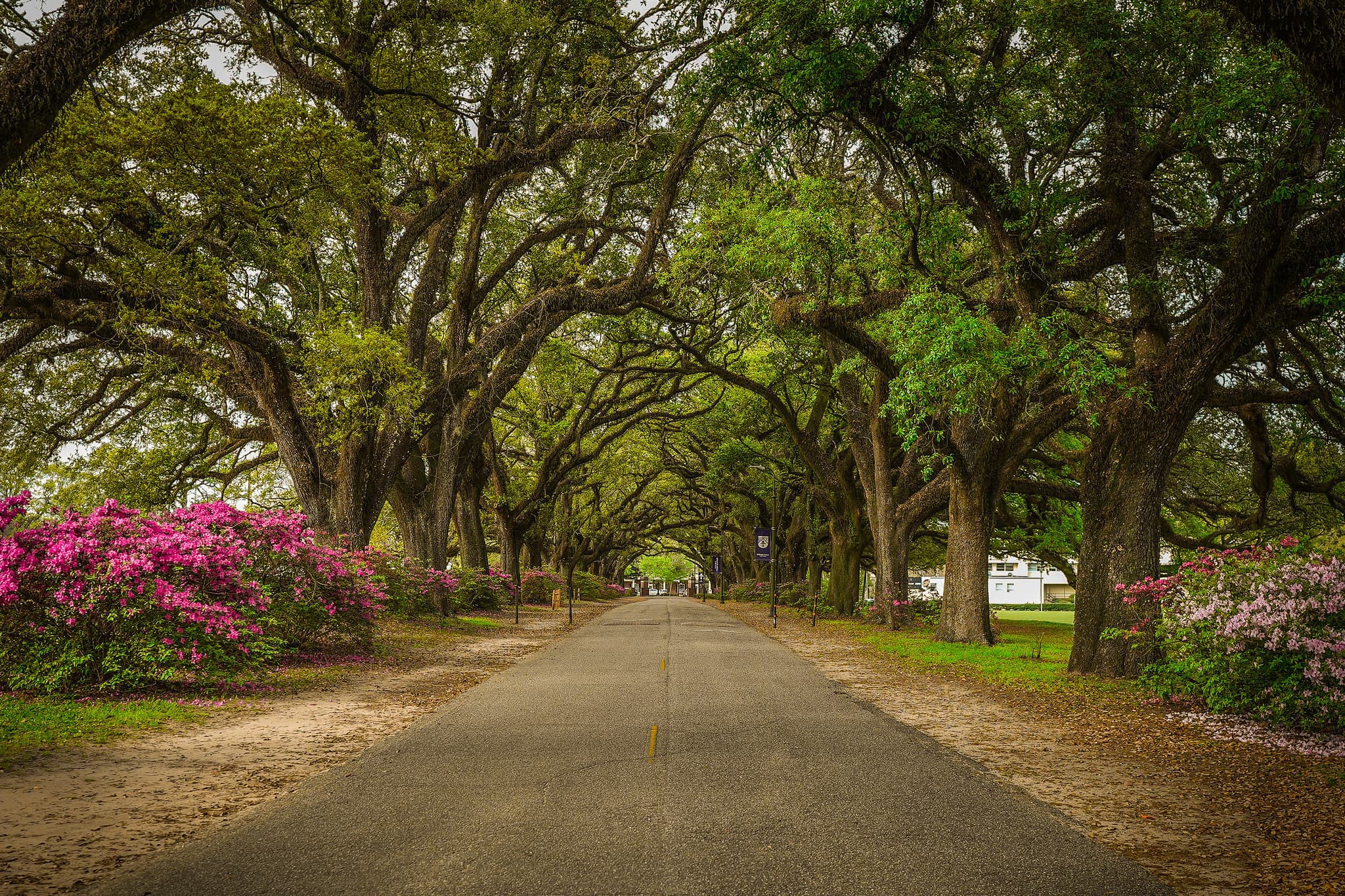 The Avenue of the Oaks in bloom with azaleas on the Spring Hill campus